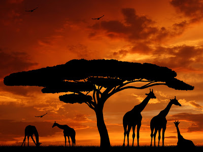 afrika 00