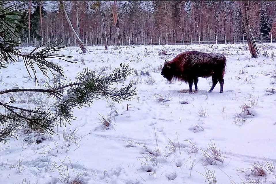 Зубр зимой Беловежская пуща, зима, зубр