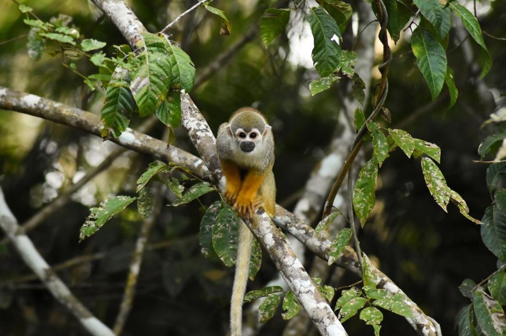 Амазония, Бразилия amazonia evolucao ecolodge monkey forest
