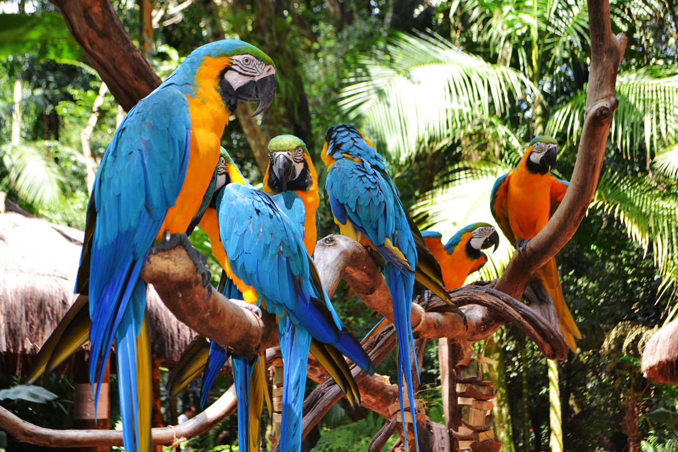 Фоз де Игуасу, Бразилия vodopady iguasu brazilia i argentina park ptits 01
