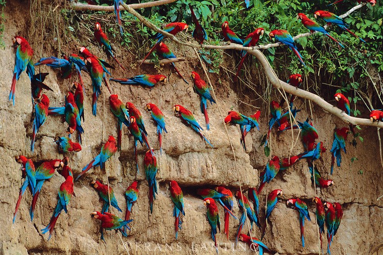 Parrot Licks