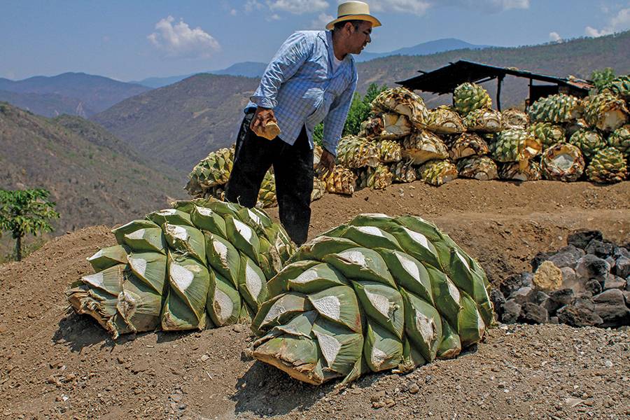 Агава для производства мескаля и текилы agave mezcal tequila