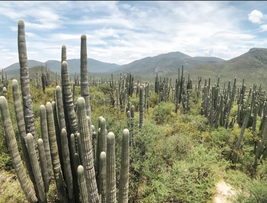 Кактусы в штате Оахака oaxaca cactus1