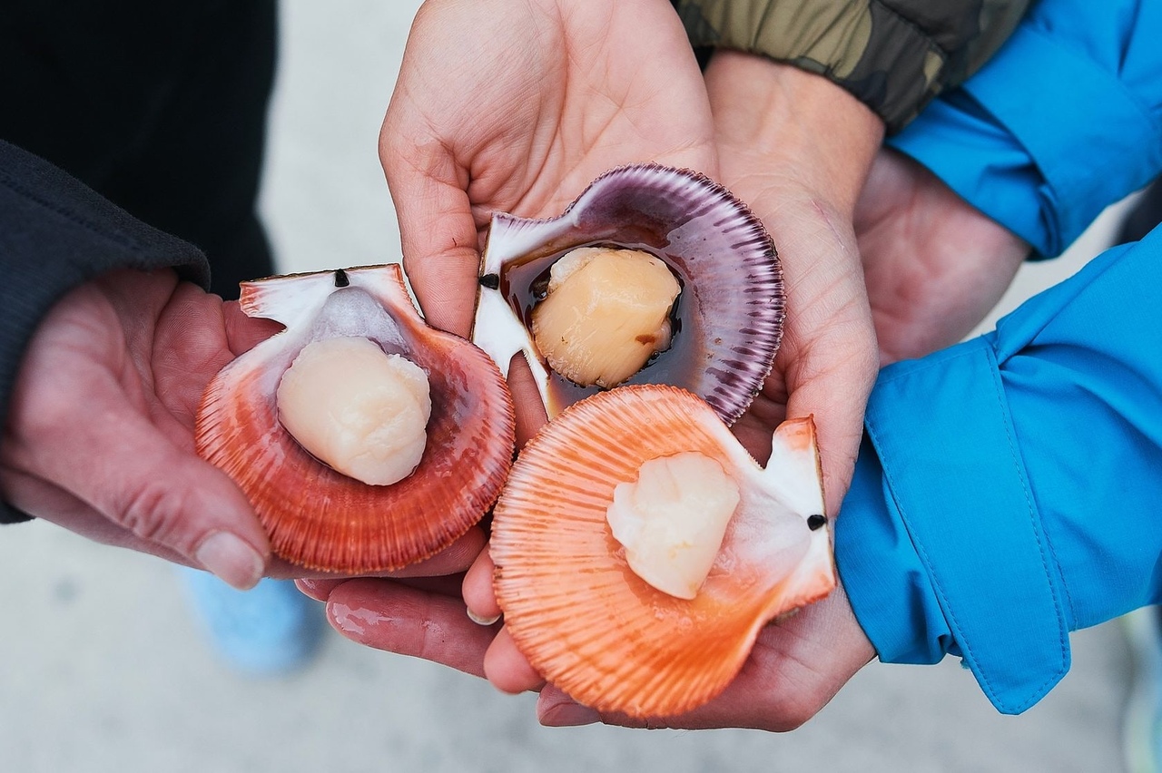 Морские деликатесы, Кольский п-ов Морские деликатесы, Кольский п-ов