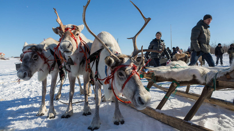 Оленеводы, Архангельск