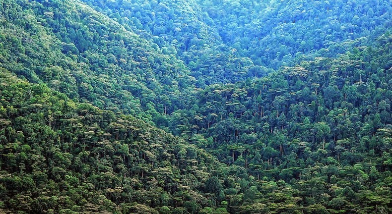 Леса Бвинди bwindi