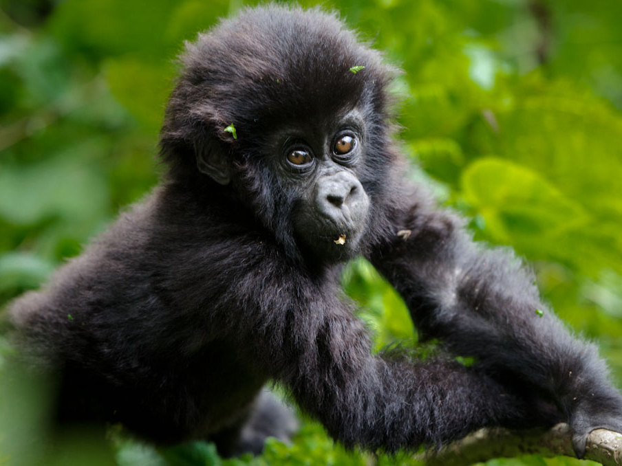 gorilla