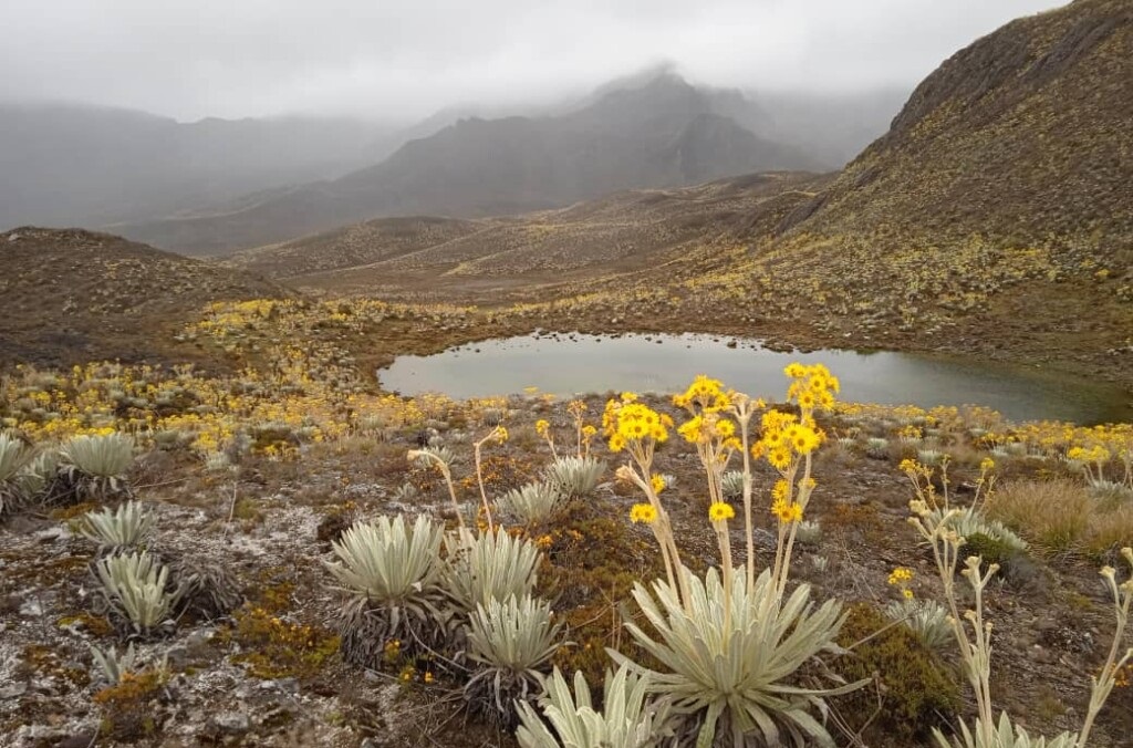 Парамо, Анды paramo merida